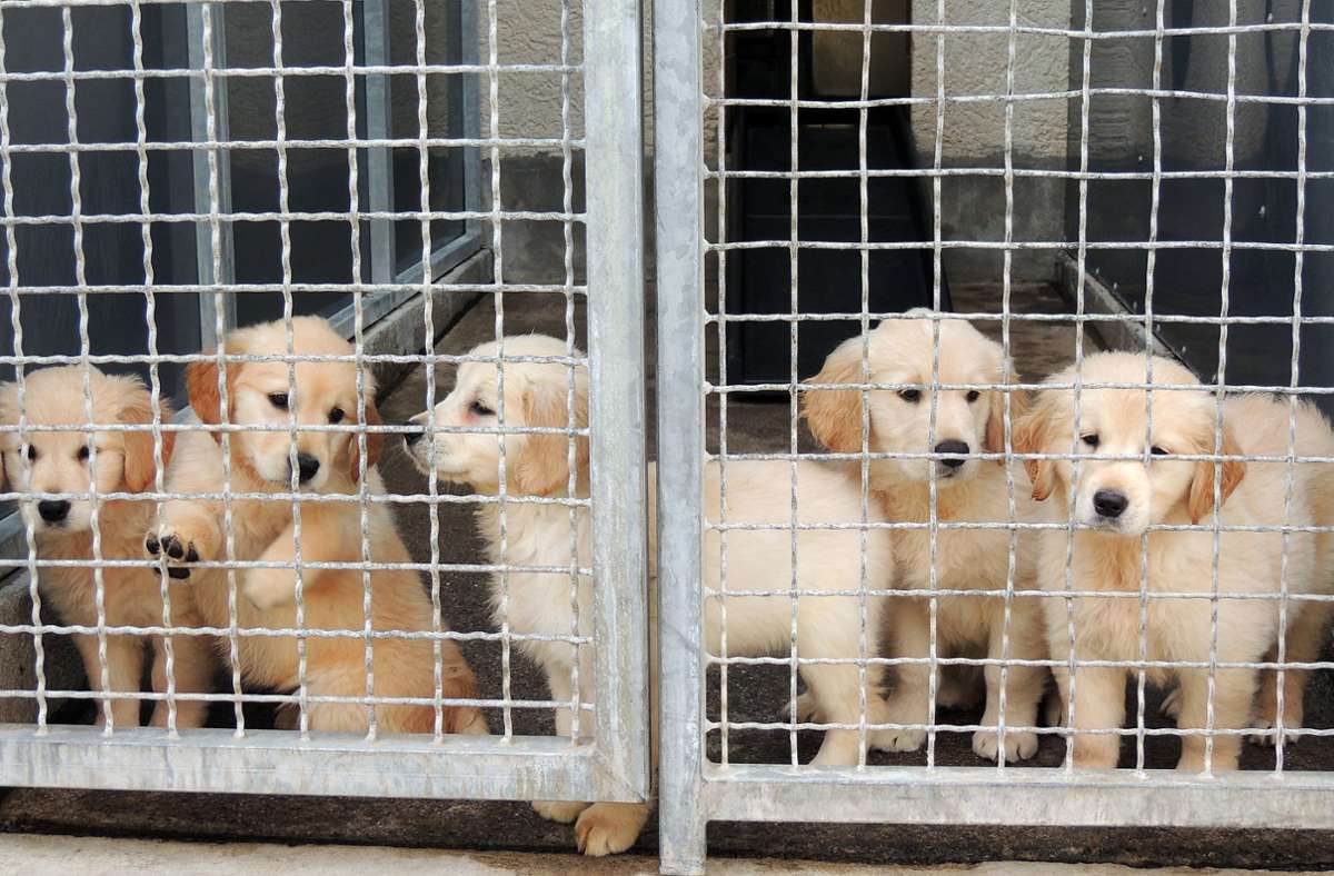 Welpenhandel in der Coronakrise: Unseriöser Handel mit kleinen Hunden boomt