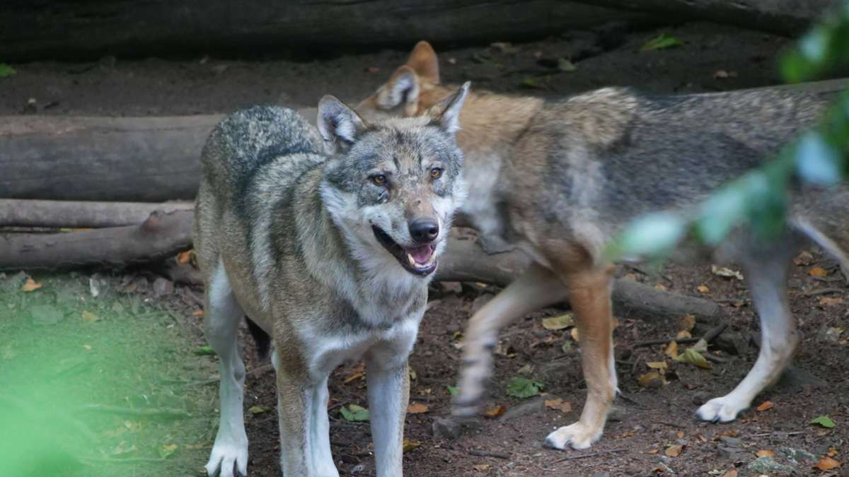 Schutz von Tieren: EU-Kommission will Schutzstatus für Wölfe absenken