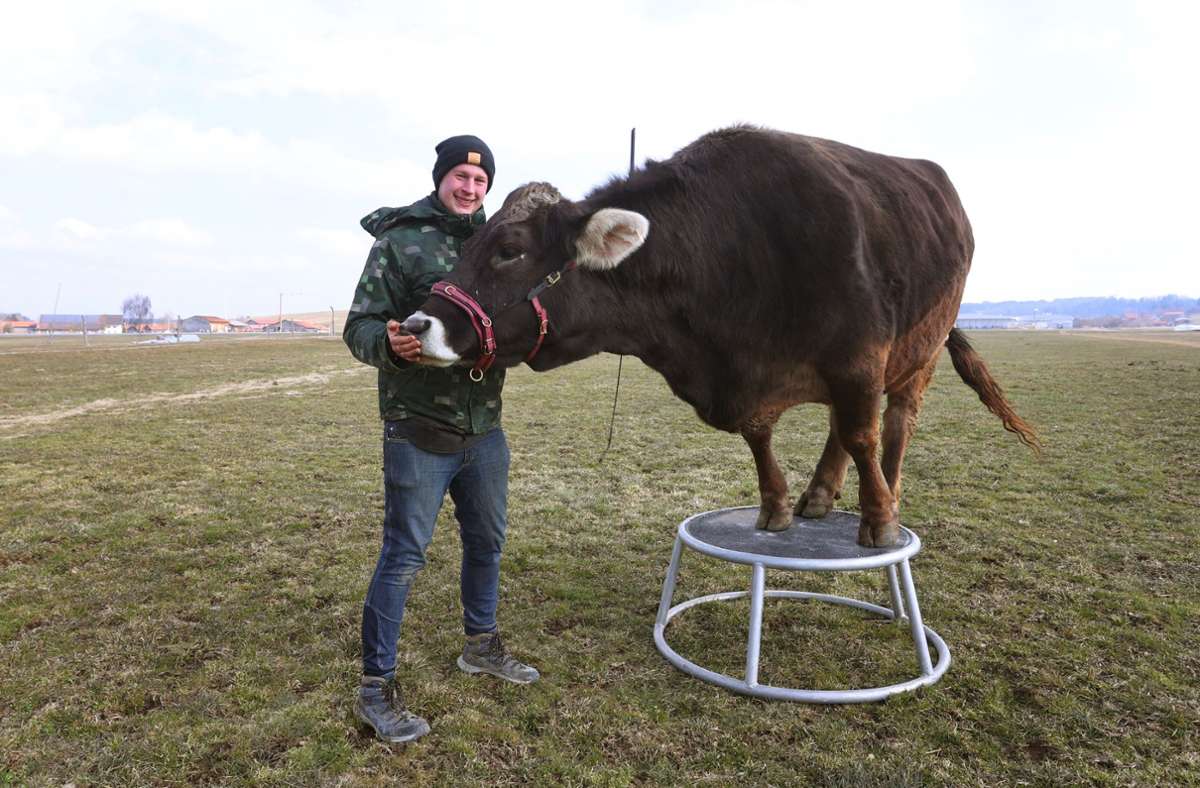 „Kuhcoaching“: Kuhflüsterer trainieren die erstaunlichen Talente von Rindern