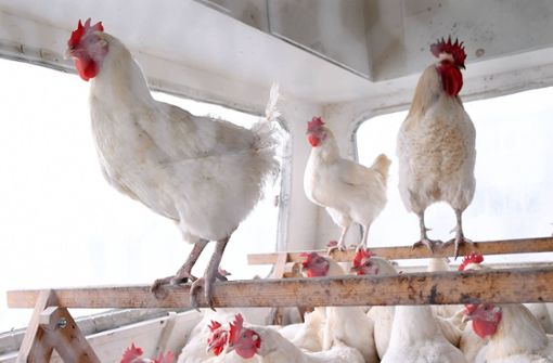 Die Vorsichtsmaßnahmen  gelten auch für Hühner. Foto: IMAGO/ULMER