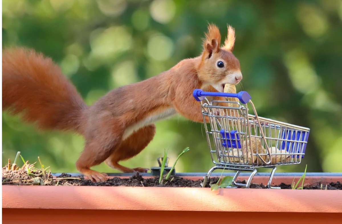 Das Eichhörnchen ist ein häufiger Gast auf dem Balkon des Fotografen.