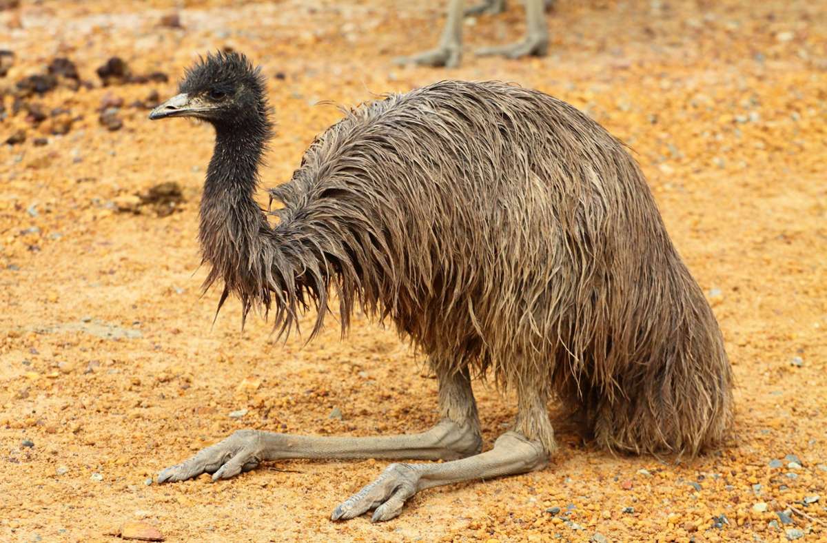 Sorge um beliebten Emu: TikTok-Star Emmanuel an Vogelgrippe erkrankt