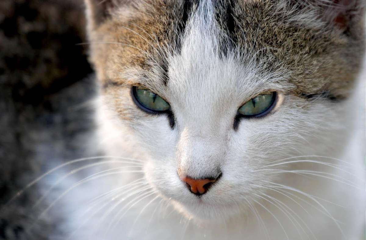 Unergründliche Katzen – Forscher haben ihnen bei ihren Touren mit GPS nachgestellt. Foto: imago/Yay/Gudella