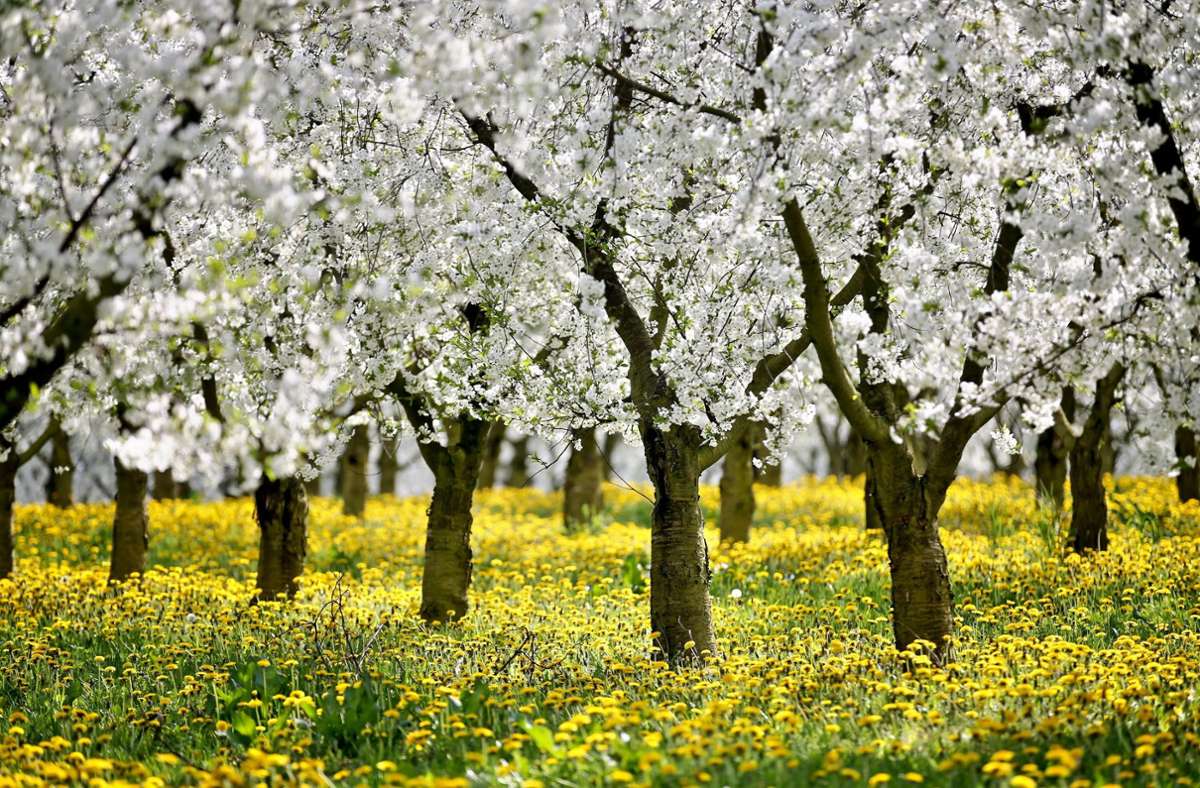 Mannheim: Unbekannte stehlen 28 Apfelbäume
