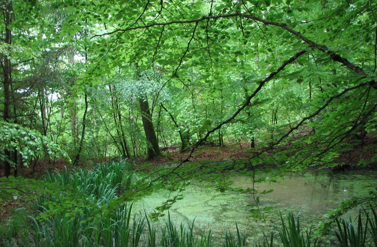 Unser Leser Johannes Rogala hat ein Bild geschickt, das er in der Nähe des Olgahain gemacht hat und „Waldfriedenbiotop“ genannt hat. Er war vor allem inspiriert von den intensiven grünen Farben und der Ruhe, die der Ort ausstrahlt.