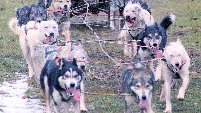 Warum wurden Schlittenhunde sofort nahe Dobel vergraben?