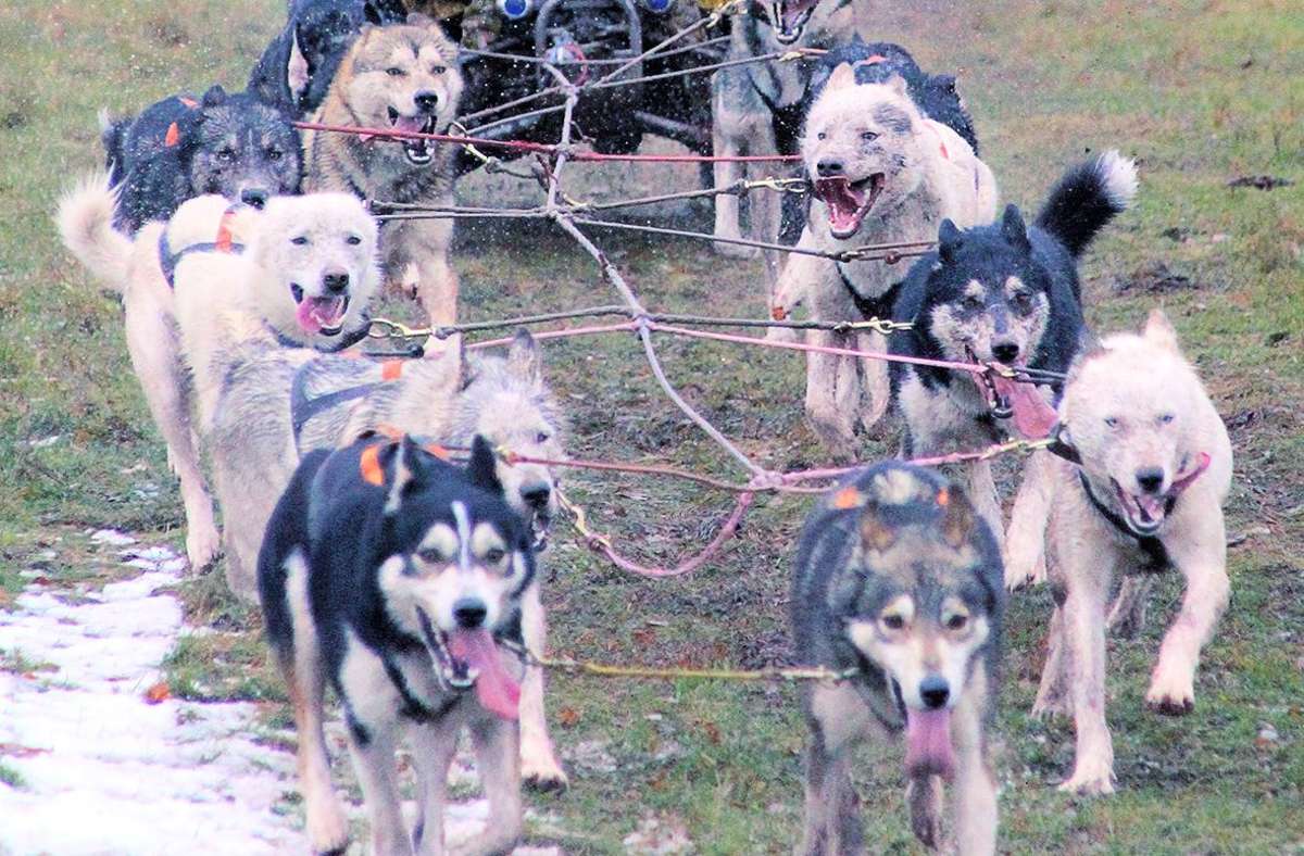 Tote Huskies geben Rätsel auf: Warum wurden Schlittenhunde sofort nahe Dobel vergraben?