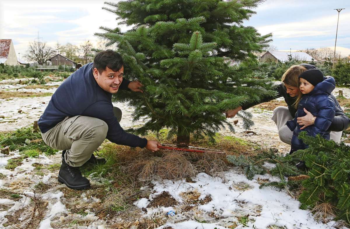 Weihnachtsbäume aus Löchgau: Papa greift zur Säge: ’s Christfest naht