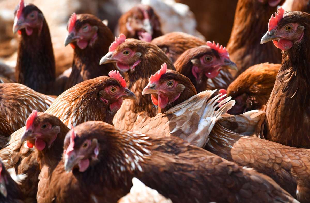 Vogelgrippe: Tschechien verhängt landesweite Stallpflicht
