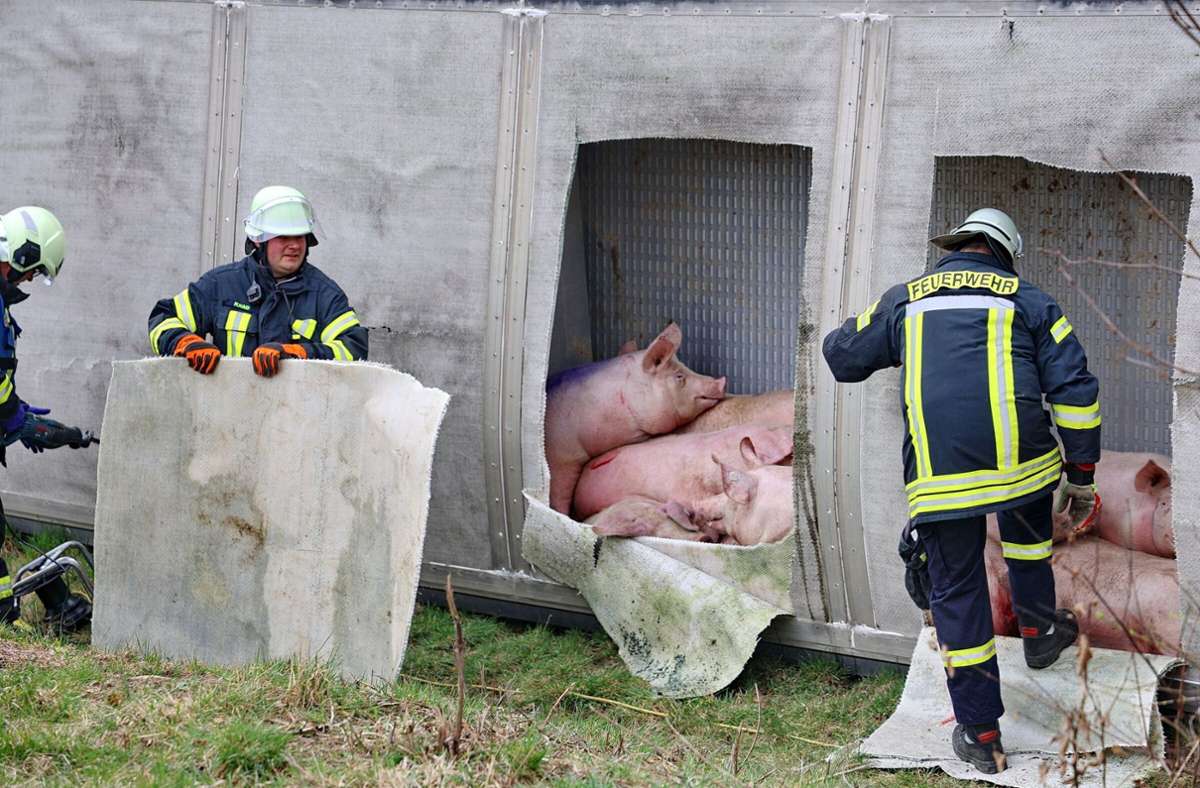 Unfall in Biberach an der Riß: Schweinetransporter kippt um –  55 Tiere verendet