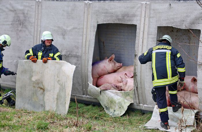 Unfall in Biberach an der Riß: Schweinetransporter kippt um - 55 Tiere verendet