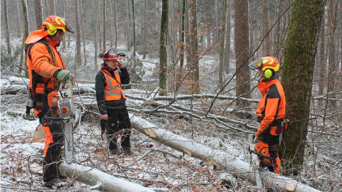 Baumfällarbeiten im Schönbuch: Klimastabiler Wald: Buchen müssen anderen Bäumen Platz machen