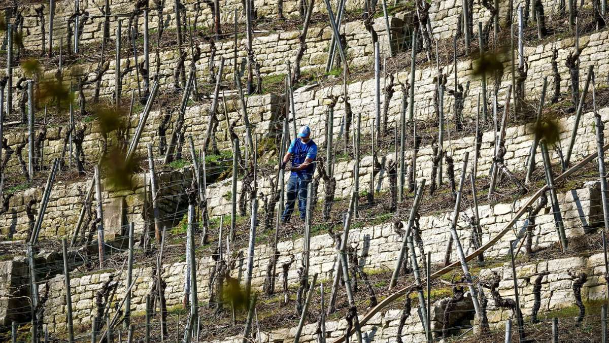 Weinbau im Kreis Ludwigsburg: Die Steillagen am Neckar sind in Gefahr