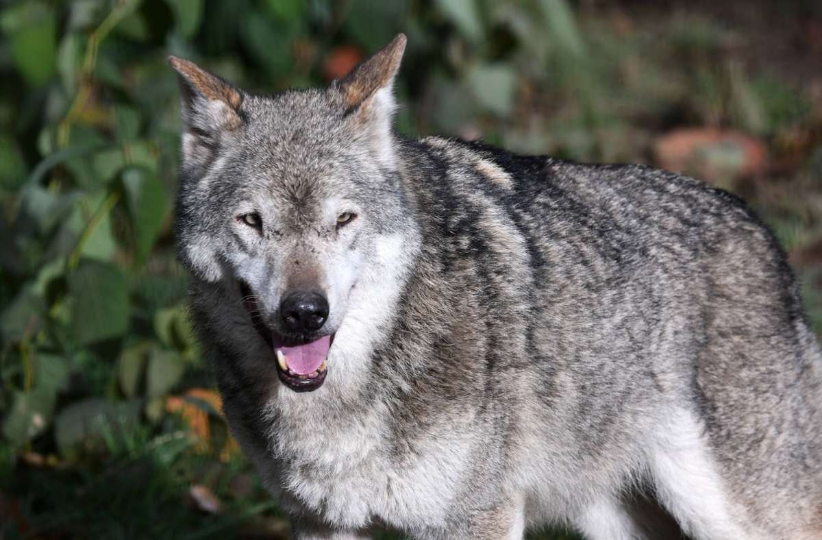 Raubtier in Baden-Württemberg: So viele Millionen kostet der Schutz vor dem Wolf