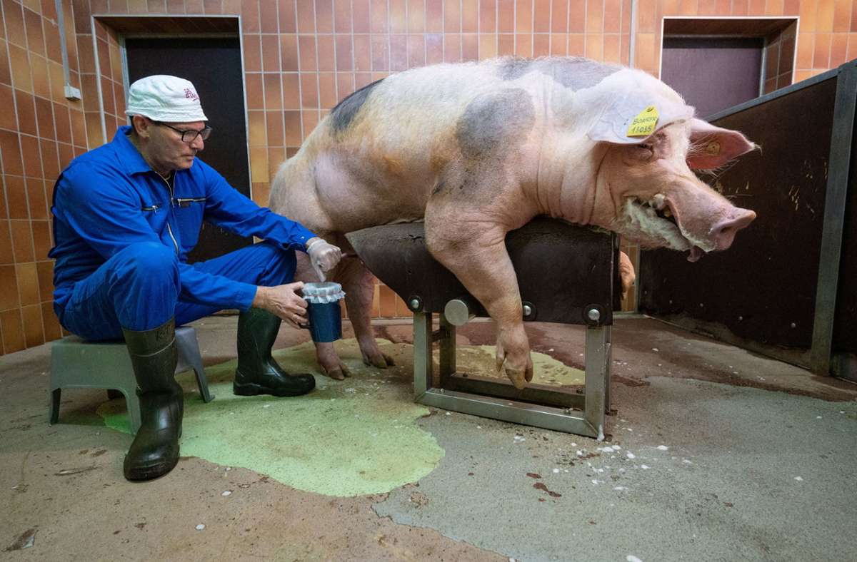 Schweinische Angelegenheit: Deutsches Ebersperma ist Exportschlager