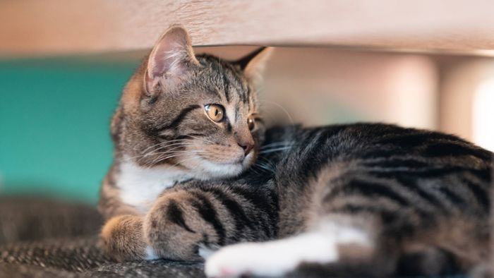 Fünf Jahre vermisst – Katze auf Bohrinsel entdeckt