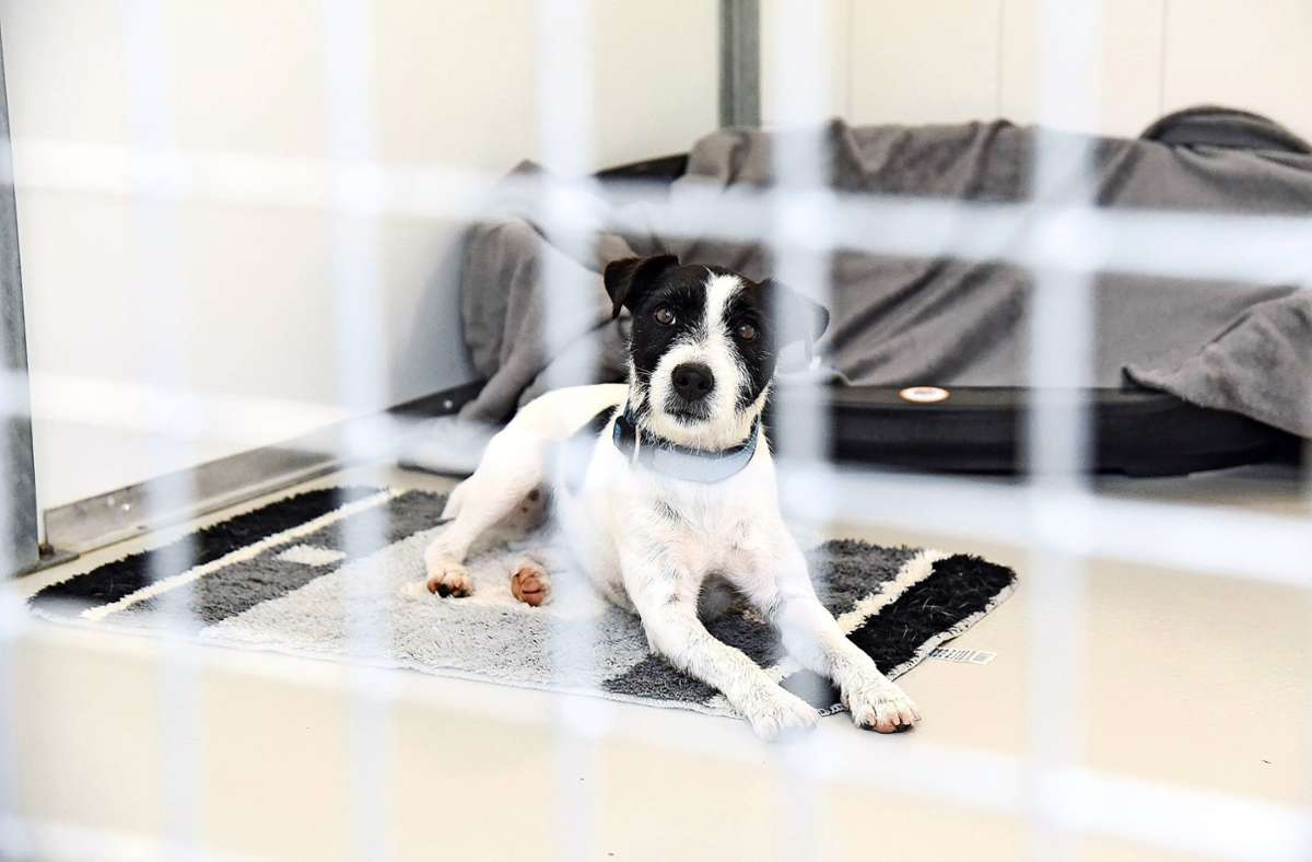 Hunde-Ausverkauf im Lockdown: Viele Menschen schaffen sich ein Haustier an