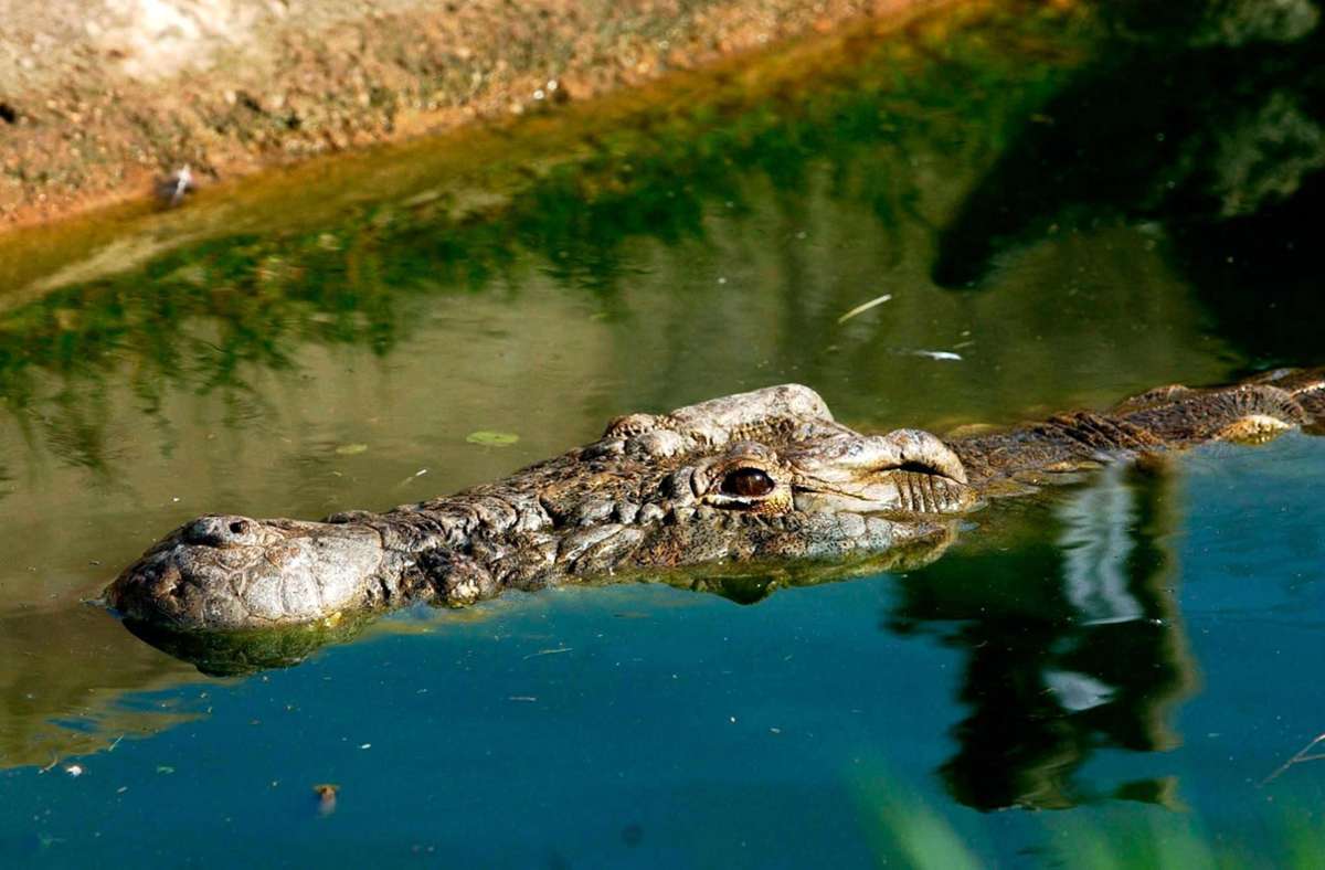 Indonesien: Teenager  von Krokodil getötet
