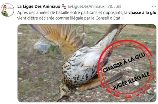 Tierschützer in Frankreich feiern das Verbot der Leimrutenjagd auf Vögel. Mit solchen Fotos haben sie in den sozialen Netzwerken immer wieder auf deren Grausamkeit aufmerksam gemacht. Foto: Screenshot/Twitter