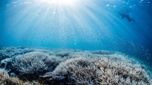 Sind Korallenriffe noch zu retten?