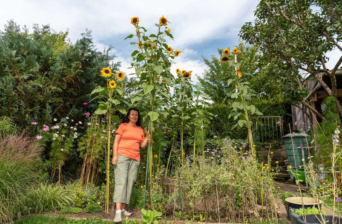 Meterhohe Sonnenblumen: Dagersheimer Sonnenblumen wachsen in den Himmel