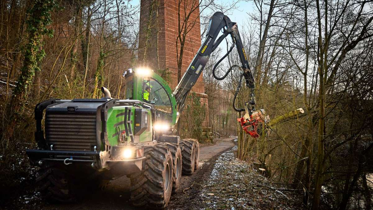 Fällarbeiten Remstalradweg bei Waiblingen: Pilzbefall: 1000 Eschen werden gefällt