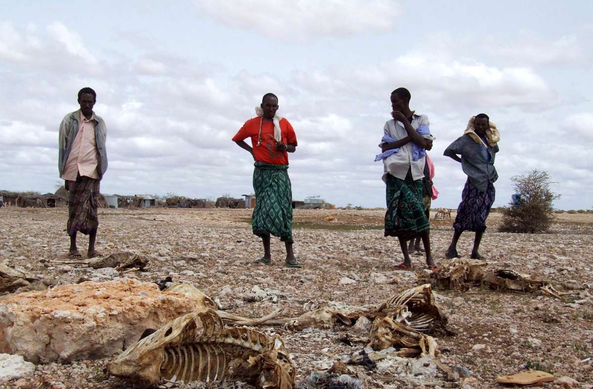 Juli 2019, Bohol (Somalia):  Hirten, die ihren gesamten Viehbestand wegen anhaltender Trockenheit verloren haben, stehen neben den Kadavern der Tiere.