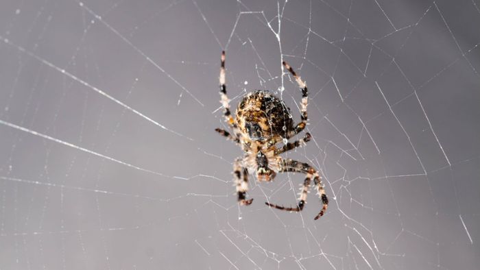 Spinne beißt Mitarbeiter – Polizei sucht nach dem Tier