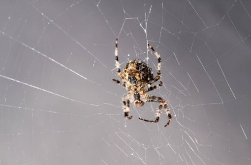 Das Symbolfoto zeigt eine Spinne im Netz. Welche Spinnenart den Mitarbeiter in Georgsmarienhütte biss, ist nicht bekannt. (Symbolfoto) Foto: imago/Panthermedia/MP-Creative-Arts