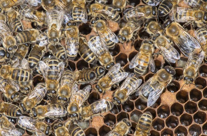 Breisgau-Hochschwarzwald: Mehr als 20 000 Bienen bei Unfall auf Autobahn getötet