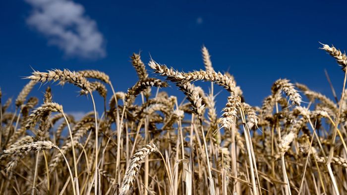 In afrikanischen Staaten wird  Weizen bedrohlich knapp