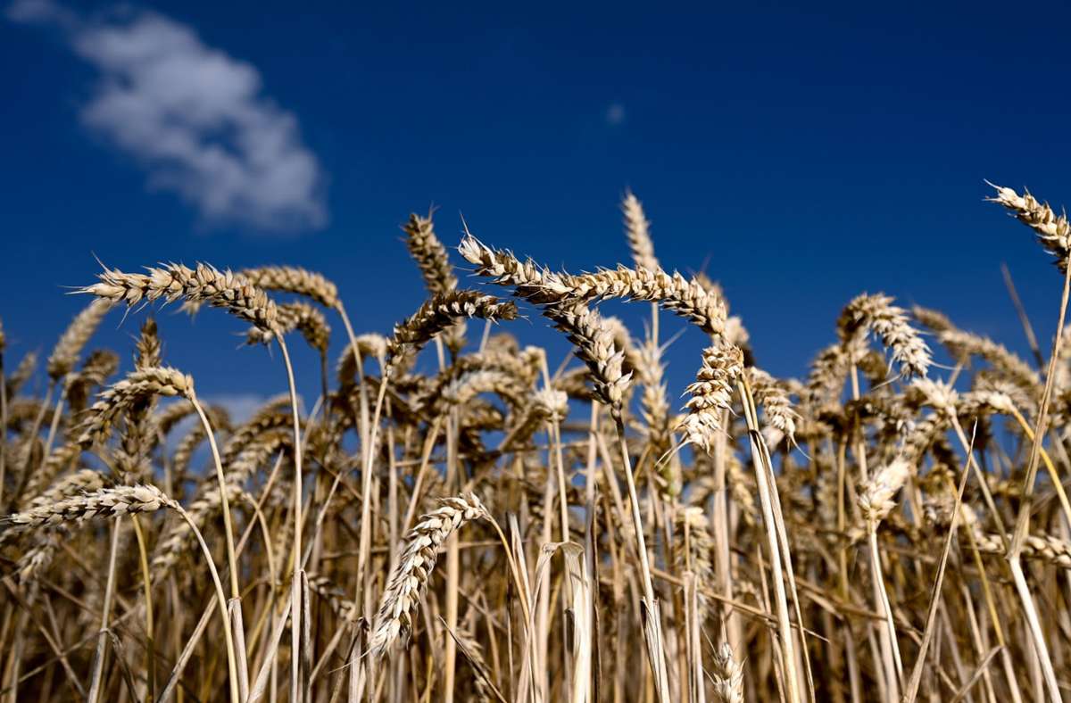 Russland-Ukraine-Krieg: In afrikanischen Staaten wird  Weizen bedrohlich knapp