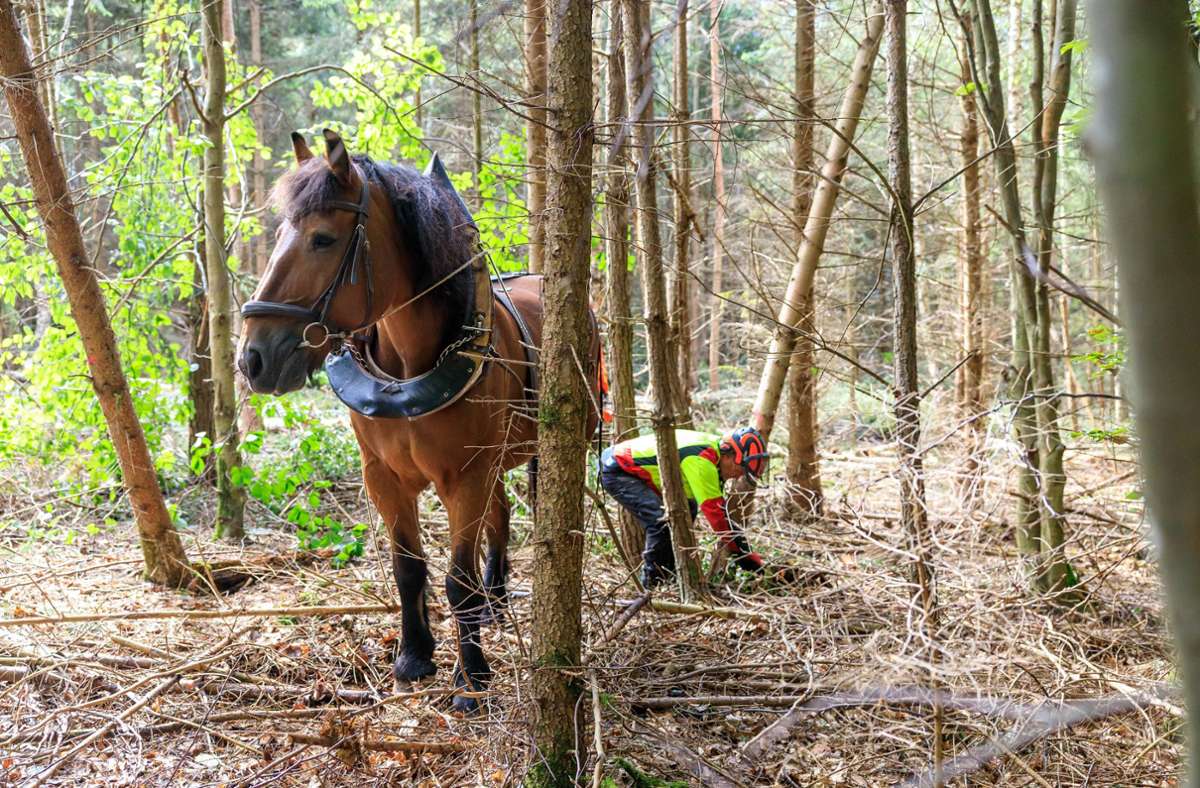 Umfangreiche Waldarbeiten in Böblingen: Ernst hilft, den  Böblinger Wald klimafester zu machen