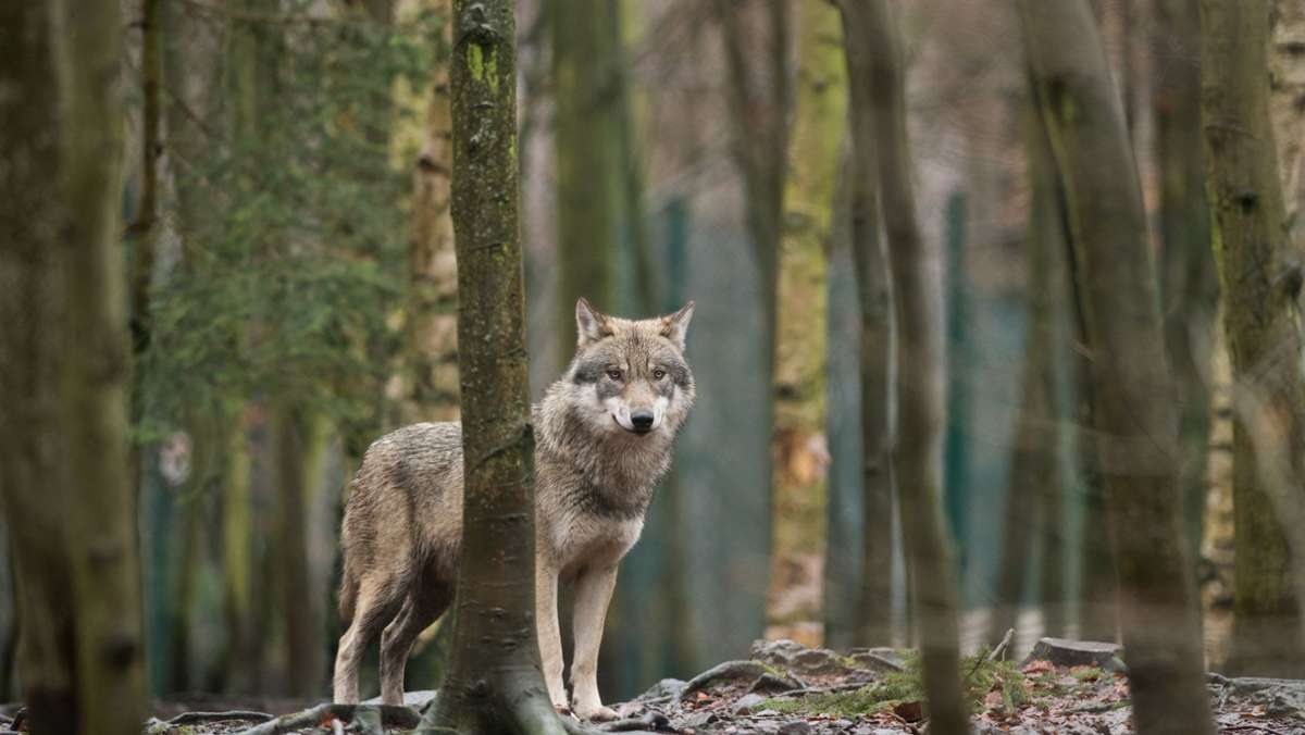 Wölfe in Baden-Württemberg: 161 Rudel ziehen durch Deutschland