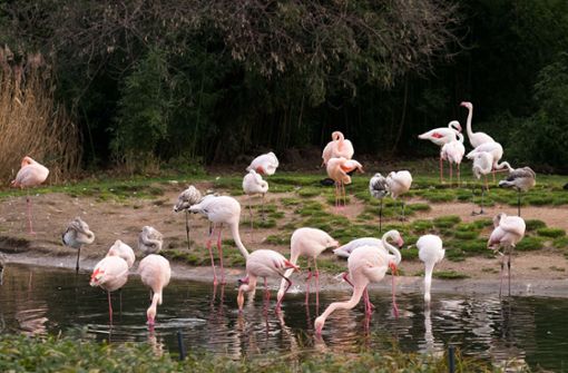 Die Polizei sucht die Flamingo-Diebe (Symbolbild). Foto: Lichtgut/Max Kovalenko