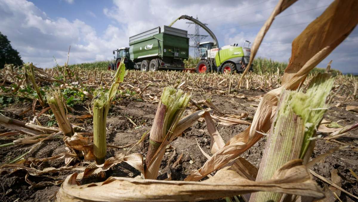 Schlechte Ernte bei Leonberger Landwirt: Der Mais befindet sich im Wasserstress