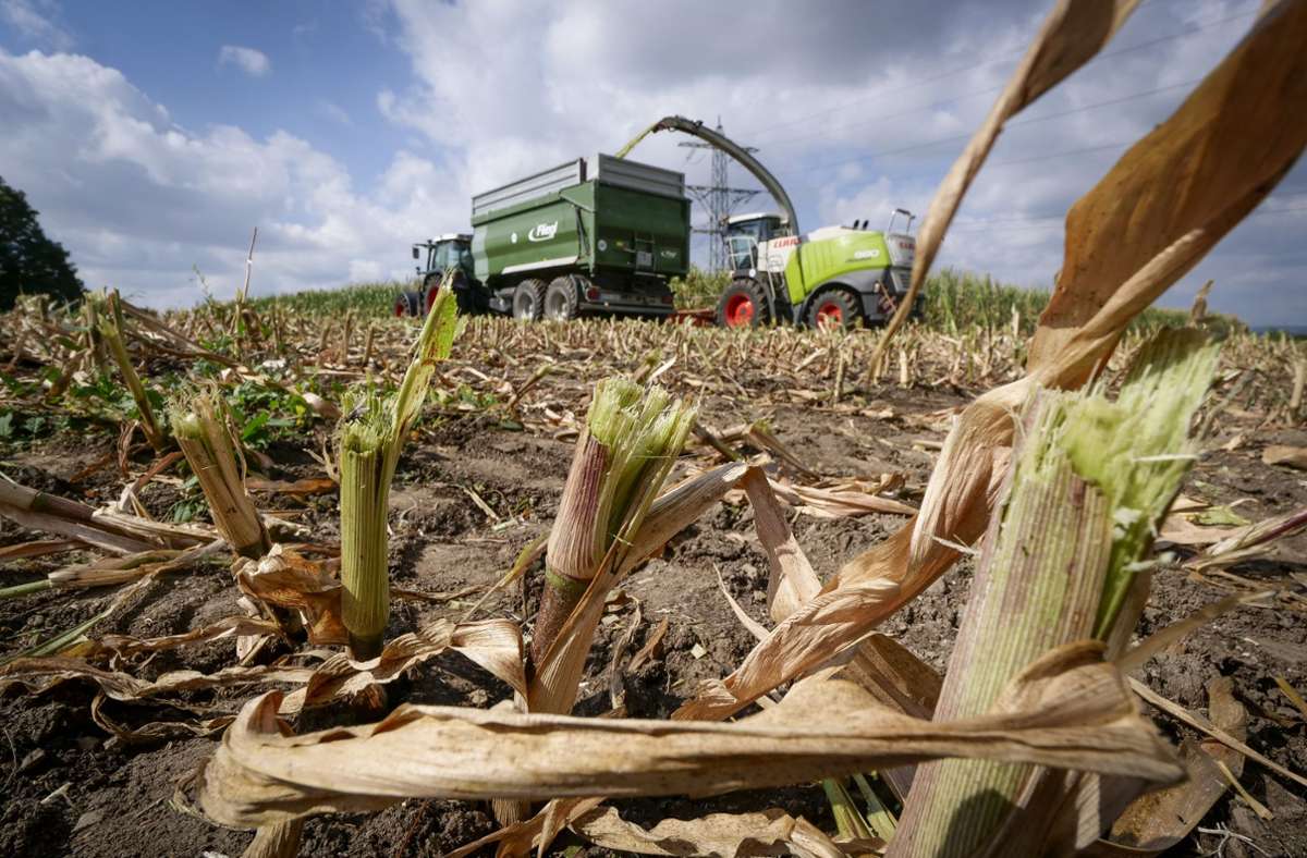 Schlechte Ernte bei Leonberger Landwirt: Der Mais befindet sich im Wasserstress