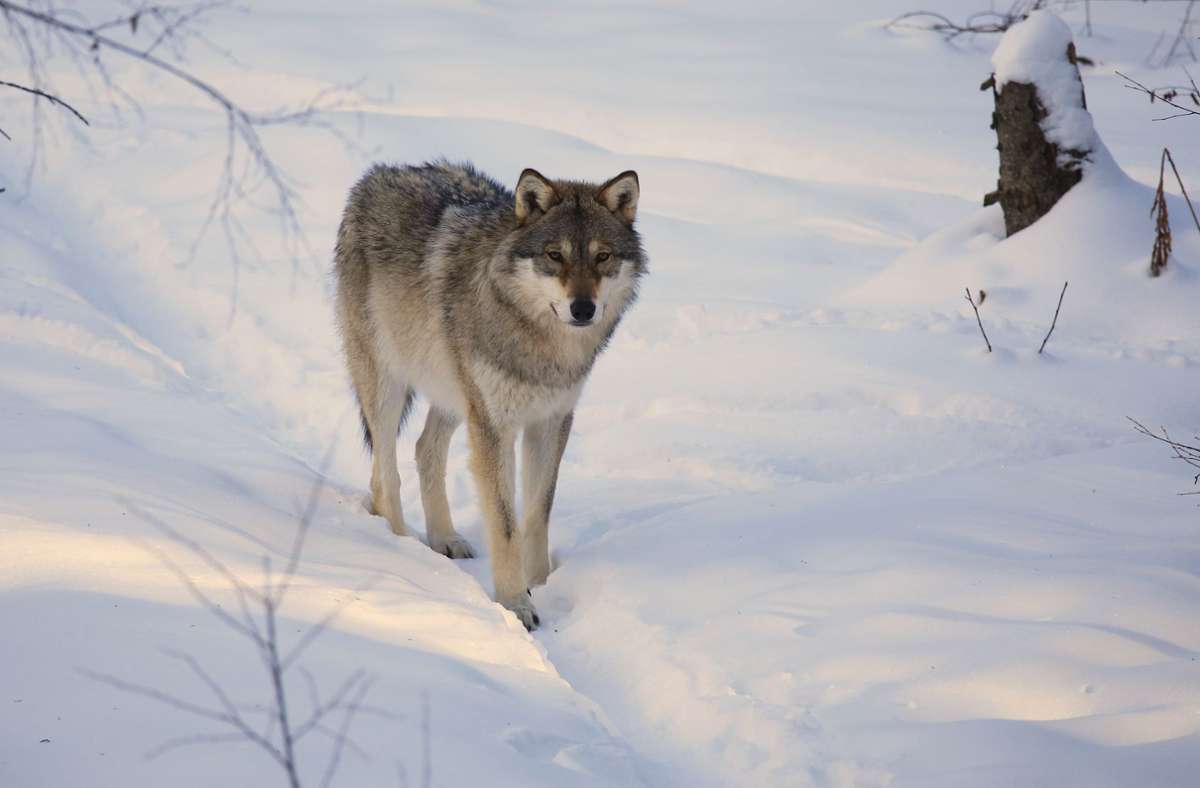 Schweden: Große Wolfsjagd soll Ausbreitung der Tiere bremsen
