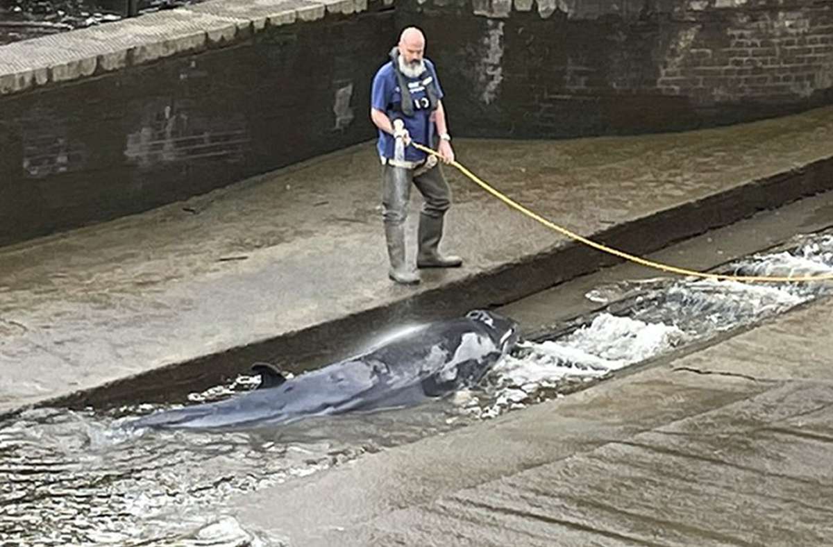 Zwergwal steckt in Themse fest: Helfer retten verirrtes Tier in London