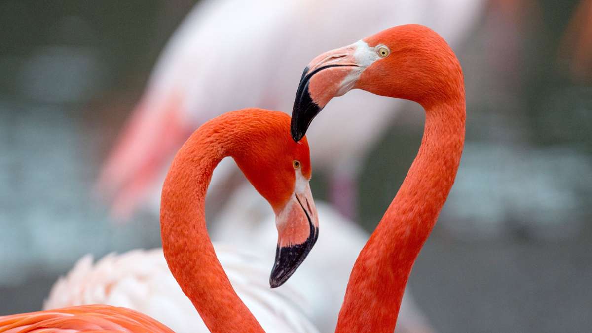 Berlin: Flamingo Ingo tot - wohl ältester Zoobewohner gestorben