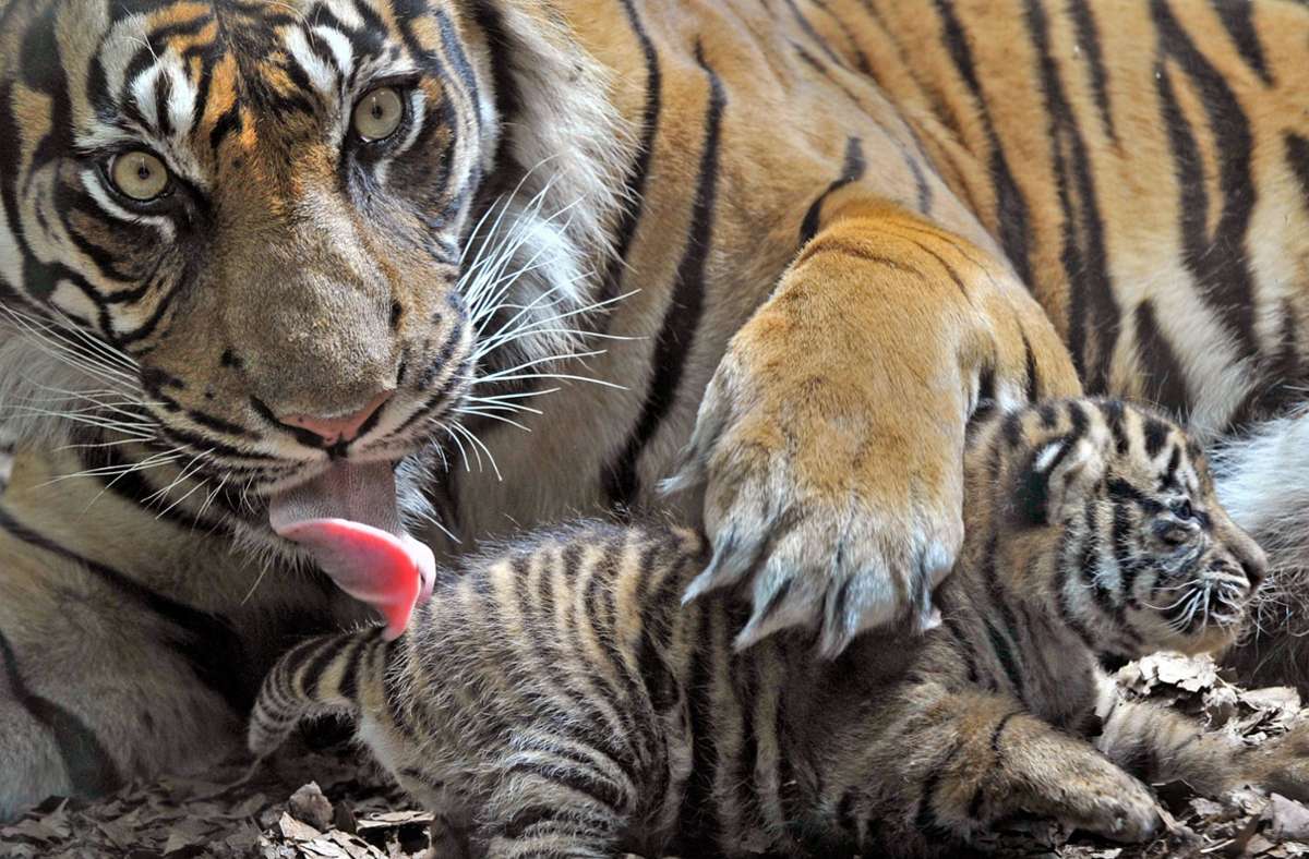Indonesien: Drei seltene Sumatra-Tiger in Falle verendet