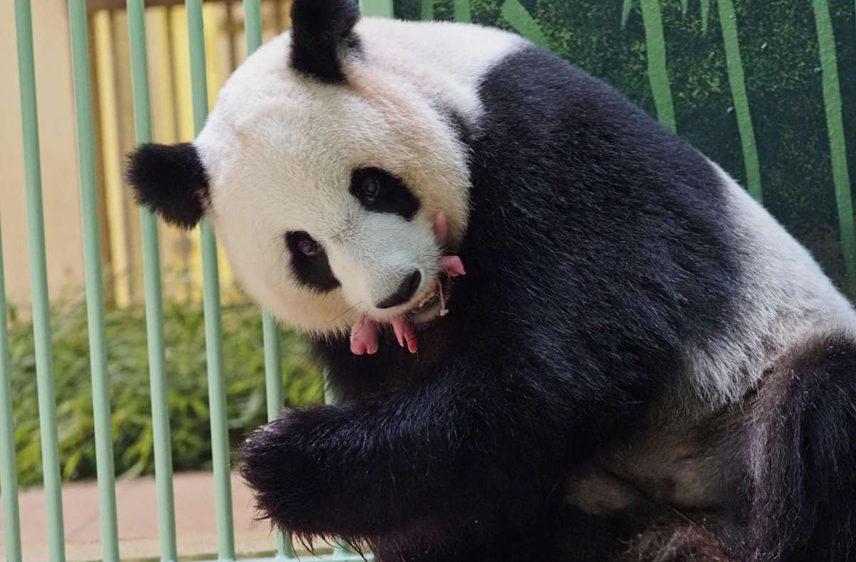 Panda-Zwillinge in Frankreich: Huan Huan ist Mutter von zwei rosa Pandabärchen