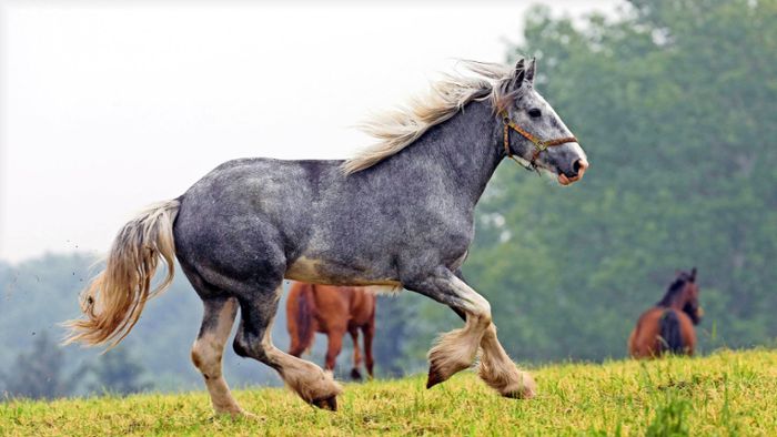 Beutelsbacher machen mobil gegen Bau eines  Pferdehofs