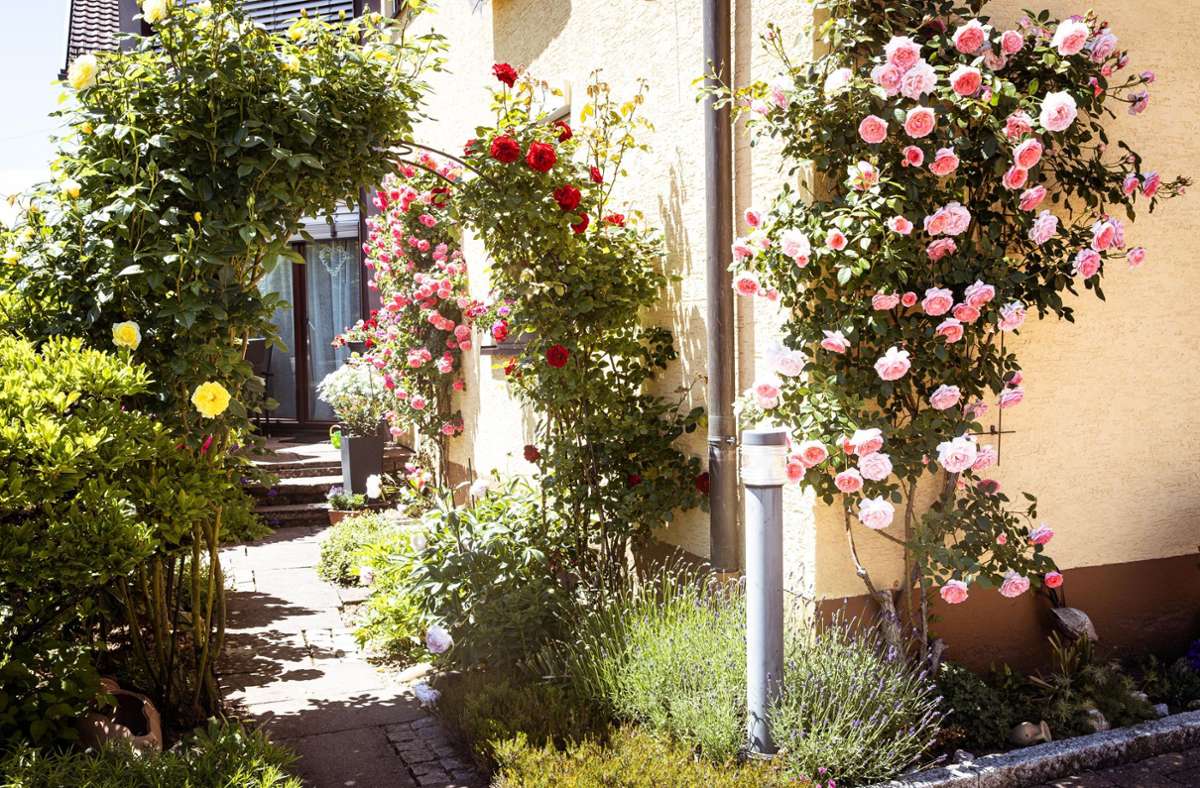 Duftend-leuchtende Hausfassade: Schönaicher Rosen in voller Pracht