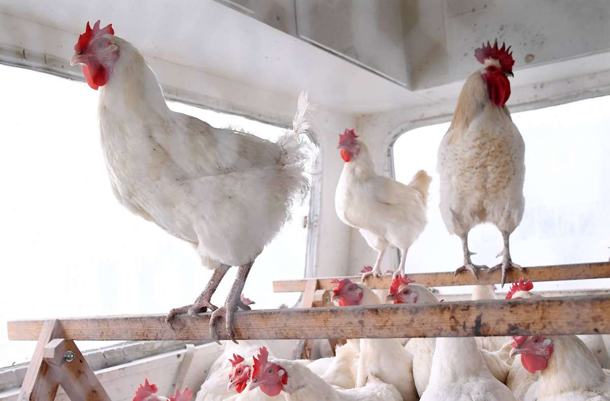 Gerstetten im Kreis Heidenheim: Kinder quälen Hühner – ein Tier stirbt