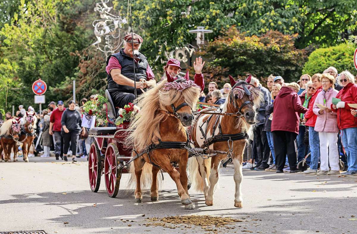 100 Pferde ziehen beim Festumzug durch Maichingen, vom kleinen Pony bis zum großen Warmblüter. Foto: Stefanie Schlecht/sts