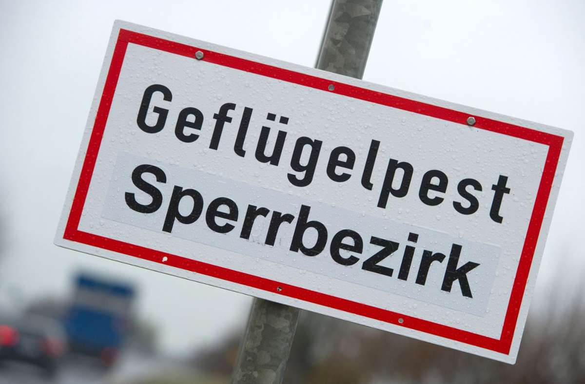 Geflügelpest in Böblingen: Alarm im Landkreis wurde wieder aufgehoben