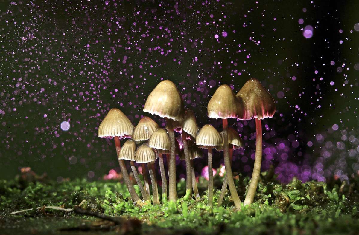 Psychedelische Pilze, so genannte Magic Mushrooms, werden heute in der Therapie eingesetzt. Foto: stock.adobe.com/kichigin19