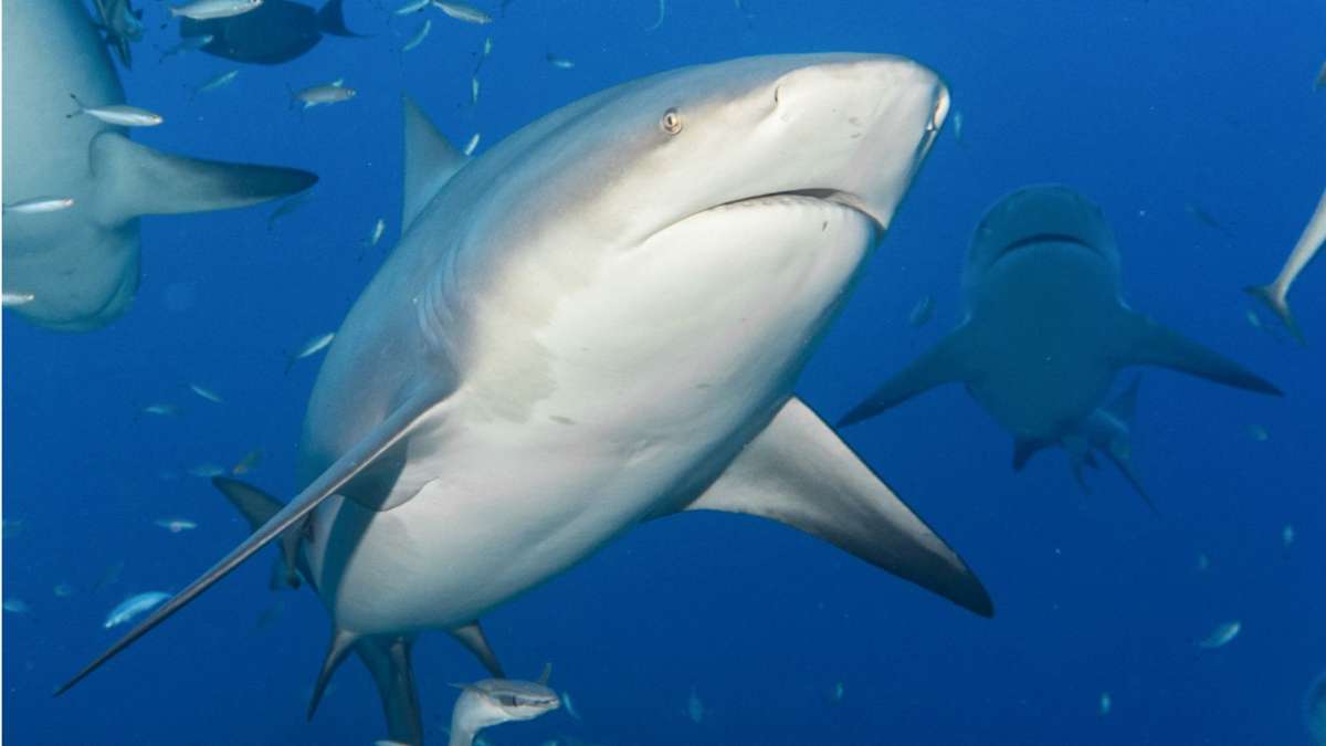 Wie begründet ist die Angst vor Haien?: „Menschen sind für Haie wie im Wasser treibende Würstchen“