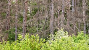 Vorfall in Sindelfingen: Exhibitionist onaniert im Wald vor  21-Jähriger - Zeugen gesucht